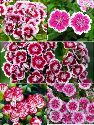 Lorvox Chocolate Cosmos Flower Seed(20 per packet)