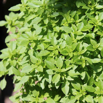 WILLVINE ATS-15 Fino Verde Basil Seed(1000 per packet)