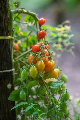 Phalfool tomato Seed(30 per packet)
