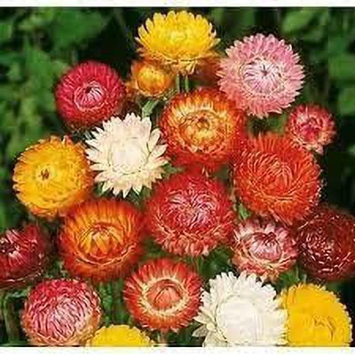 KANAYA Helichrysum Imported Song Mix Flower Seed(25 per packet)