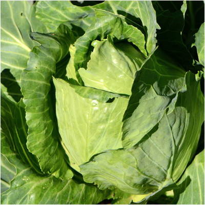 WILLVINE SYN -II Early Jersey Wakefield Cabbage Seeds [50g] Seed(15000 per packet)