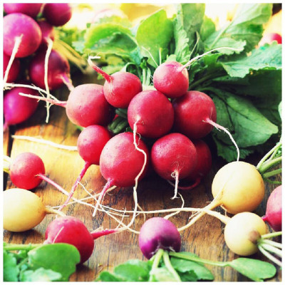 SeedHaven Fresh VNR Radish Vegetable Quality Seeds Seed(65 per packet)