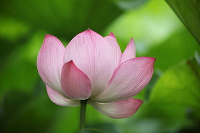 Lorvox lotus,kamal gatta Seed(10 per packet)