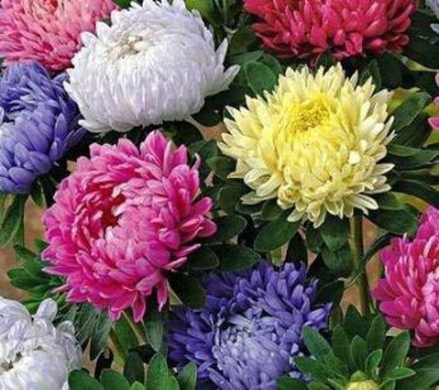 KANAYA Aster Princess Mixed Flower Seed(24 per packet)