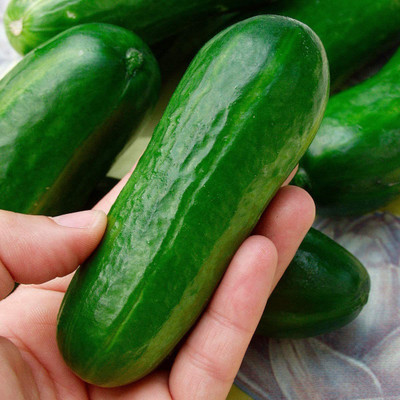 CYBEXIS F1 Organic Cucumber Seed Snack Vegetable1000 Seeds Seed(1000 per packet)