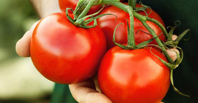 Quentova Tomato High Quality-VXL-8U Seed(250 per packet)