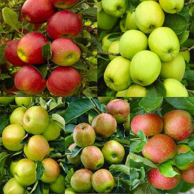 ACMS RED AND GREEN HIMACHALI MIX APPLE SEEDS FOE HOME GARDEN Seed(30 per packet)