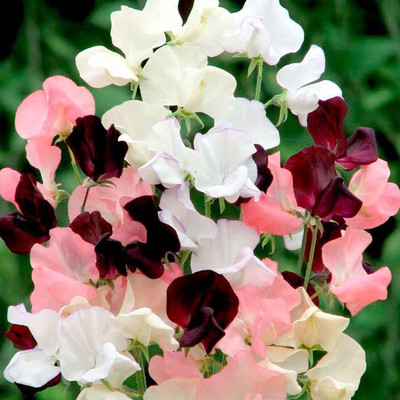 ACCELCROP Sweet Pea Flower Seeds F1 Hybrid Seed(35 per packet)