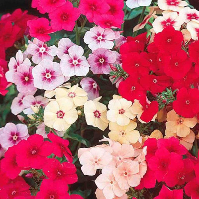 Lorvox Phlox Flower Seed, Fragrant Dwarf Hybrid Beauty Mixed Seed(14 per packet)