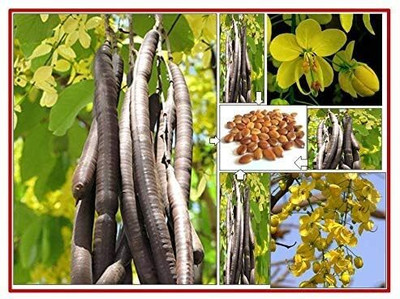 Garden Basket Hubb Cassia Fistula Tree Seeds | Shower Tree, Amaltas Seed, Indian Laburnum Seeds Seed(400 per packet)