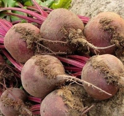 MYLAWN Beetroot Red Ball Seed(2000 per packet)