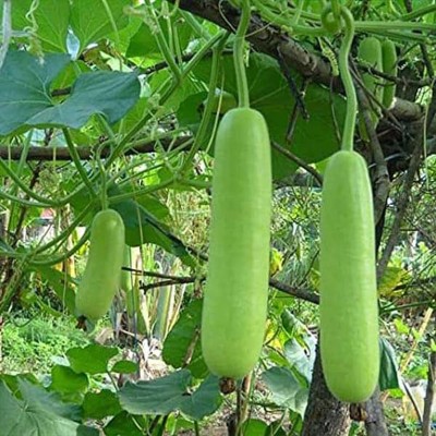 GREENSEA Lauki, Long Bottle Gourd, Calabash Hybrid Seed(50 per packet)