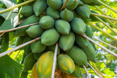BDSresolve Red lady 786 papaya seeds original pack of 43 Seed(43 per packet)