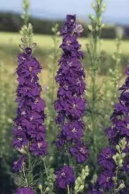 MAA Delphinium Seed(10 per packet)