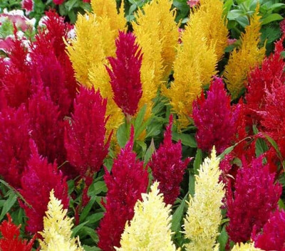 ZIXA Celosia Century Mixed Seed(20 per packet)