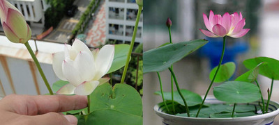 CRGO ® LXI-104 Pond Plants Water Lilies Aquatic Plants-Bareroot Seed(12 per packet)