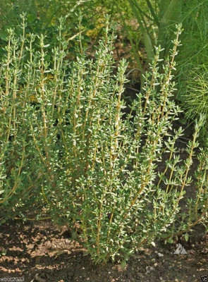 CYBEXIS LXI-73 - German Thyme - (150 Seeds) Seed(150 per packet)