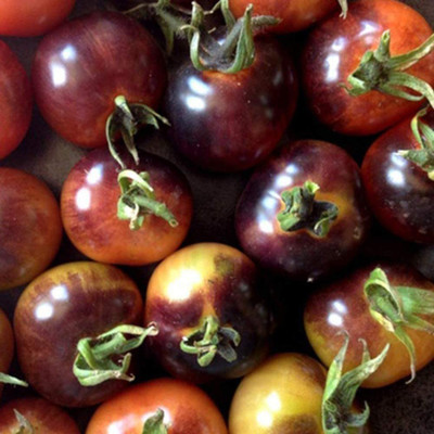 CYBEXIS Fast Germination Rare Tomato Seeds2000 Seeds Seed(2000 per packet)