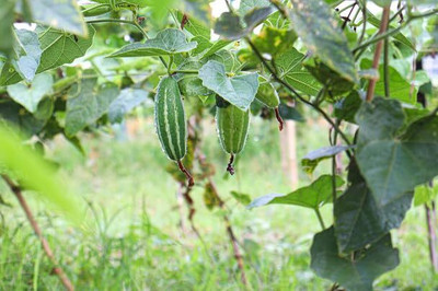 BJUBAS pointed gourd roots pack of 39 Seed(39 per packet)