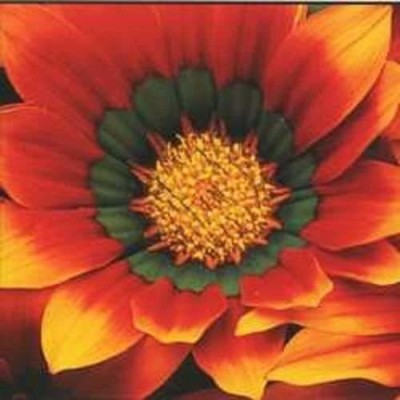 CYBEXIS Bronze Kiss Gazania Flower Seeds/Reseeding Annual Seed(50 per packet)