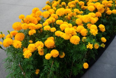 Oliver marigold,gende ka phool seeds Seed(21 per packet)