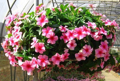 CRGO VINCA , SADABAHAR Seed(35 per packet)