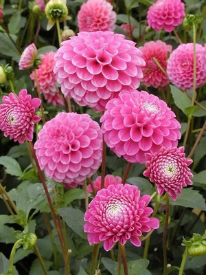 Dasstore Zinnia flower seeds pack of 30 Seed(50 per packet)