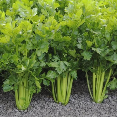 ENTENT Organic Celery tall Seed(50 per packet)
