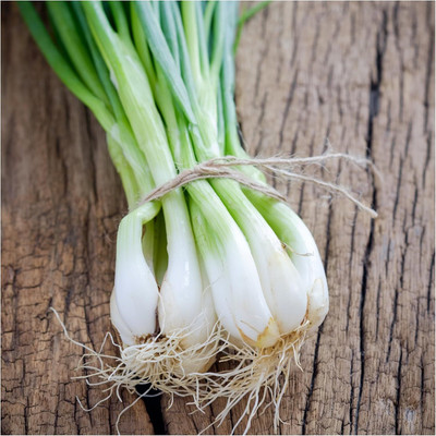Qualtivate ICRA-5A Tokyo Long White Bunching Onion Seed(500 per packet)