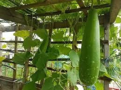 BDSresolve Bottle round gourd seeds, Hybrid round bottle gourd seeds pack of 14 Seed(14 per packet)