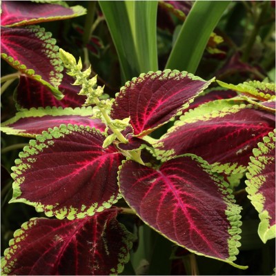 Biosnyg NDIR-30 Rainbow Coleus Mix (Coleus blumei)-[50 Seeds] Seed(50 per packet)