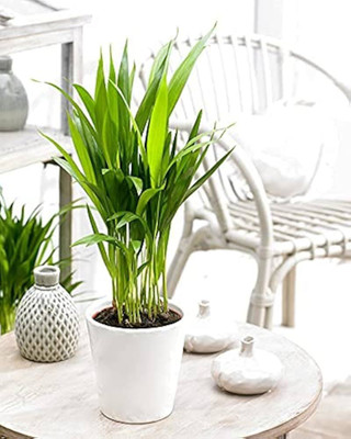 ibains Areca palm indoor live plant seeds Seed(67 per packet)