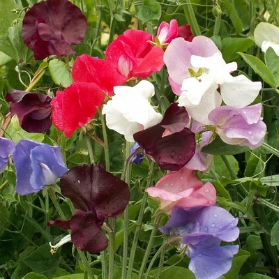 Qualtivate AXL-1AT Annual Sweet Peas Flower Seed Seed(200 per packet)