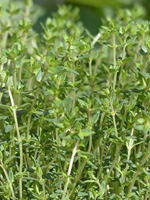 CYBEXIS VXI-19 - Organic English Thyme - (1350 Seeds) Seed(1350 per packet)
