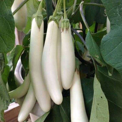 Aywal Begun Seed(80 per packet)