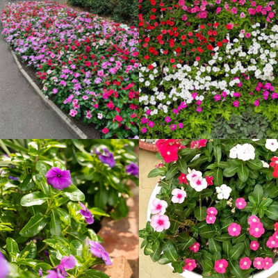 ibains Vinca flower seeds red bij 39 Seed(39 per packet)