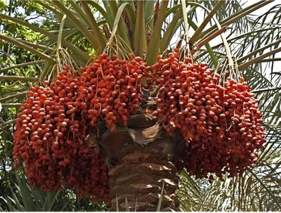 Aywal Date palm/khajur Seed(22 per packet)