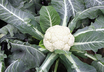 RUDAN white cauliflower,gobhee seeds Seed(25 per packet)