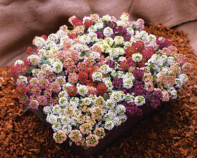 Aywal Alyssum Red Flower Seed(70 per packet)