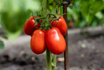 LPR TOMATOO,TAMATARR Seed(30 per packet)