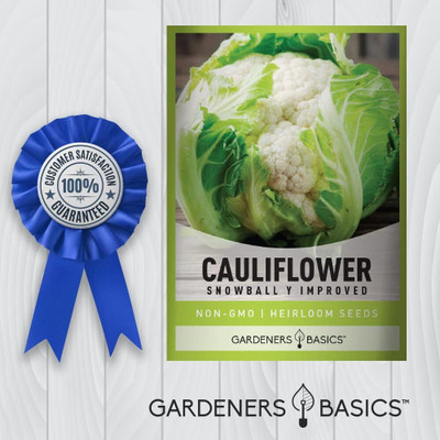 Qualtivate HUA-7A Snowball Cauliflower Y Improved Seed(300 per packet)
