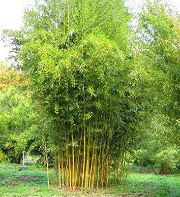 BDSresolve Bamboo Seeds for planting Seed(20 per packet)