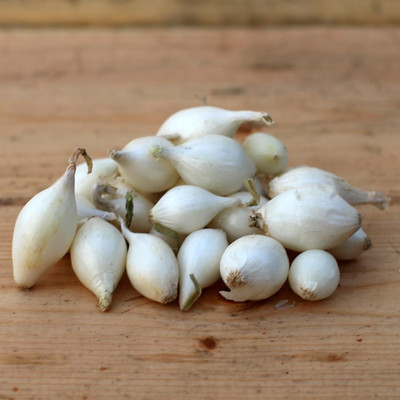 KNESSiN Heat Tolerant Snowball Onion Vegetable Seeds for Garden-(2400 Seeds) Seed(2400 per packet)