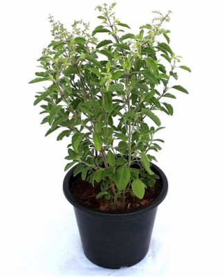 VS GLOBAL Tulsi seeds( 300 per packet ) Seed(300 per packet)
