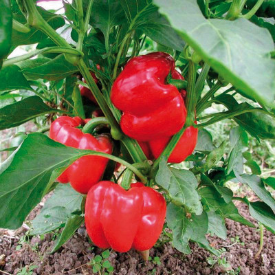 AMAJIT Capsicum Seed,Shimla Mirchi (43) Seed(43 per packet)