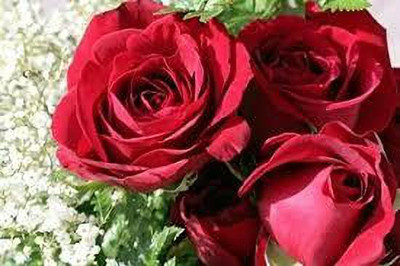 greenfarm Rose Flower Seed ,Rosa Gulab seeds pure organic (110 pcs) r12 Seed(110 per packet)
