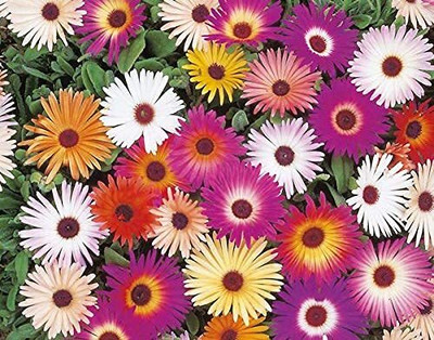 Lorvox Ice Plant Flower F1 Hybrid Seed(15 per packet)
