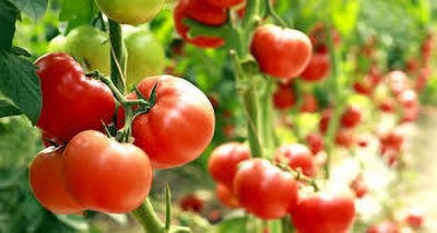 XOLDAA kashmiri hybrid tomato seeds Seed(100 per packet)