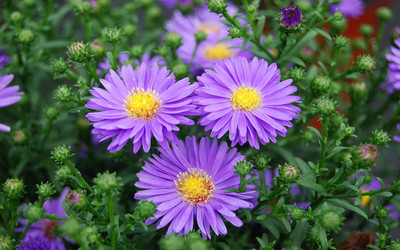 Aywal Aster Mixed Hybrid Imported Flower Seed(50 per packet)