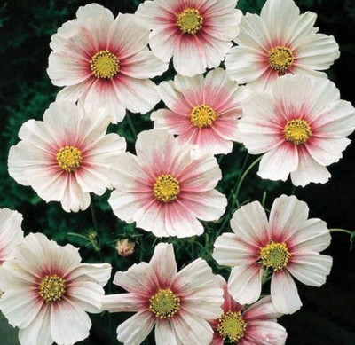 CYBEXIS Cosmos - BIPINNATUS - Daydream Seed(50 per packet)